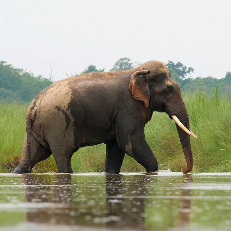 Family House - Bardia National Park Hotel Bardiya Buitenkant foto