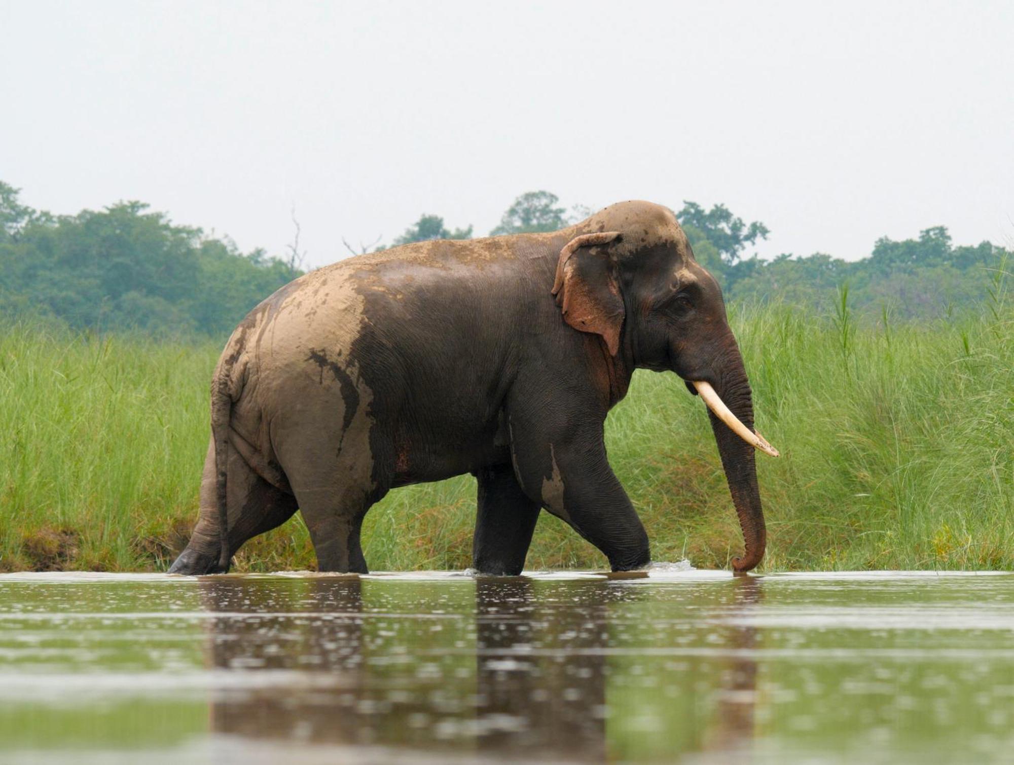 Family House - Bardia National Park Hotel Bardiya Buitenkant foto